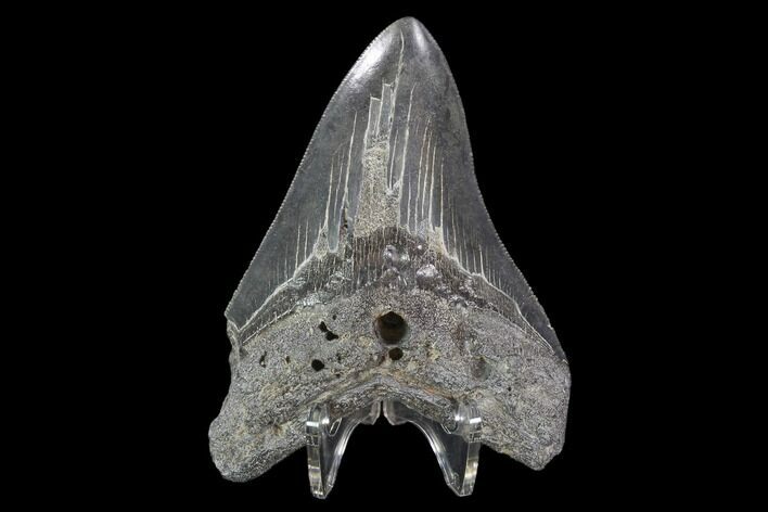 Serrated, Fossil Megalodon Tooth - Georgia #101507